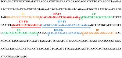 Loop-mediated isothermal amplification combined with lateral flow biosensor for rapid and sensitive detection of monkeypox virus